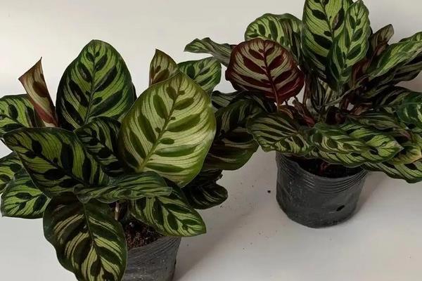 怎么养孔雀竹芋,每隔1-2年换盆处理一次