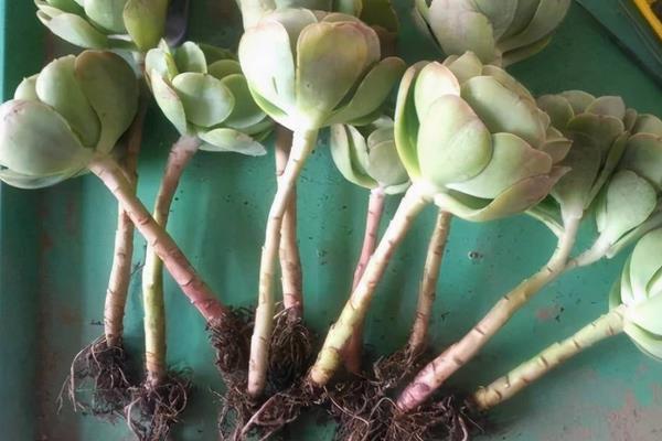 多肉烂茎怎么处理,可进行脱盆修剪