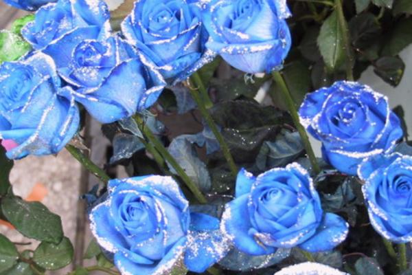 蓝色妖姬33朵的花语，寓意你是我深爱的人