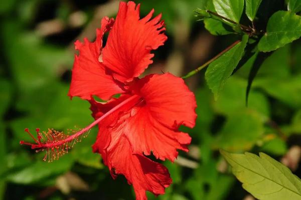 扶桑花的花语,寓意体贴、新鲜的恋情等