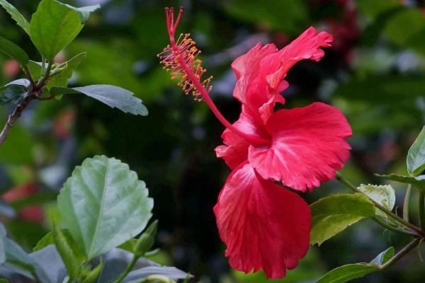 扶桑花的花语,寓意体贴、新鲜的恋情等