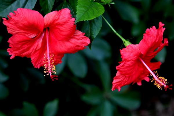 扶桑花的花语,寓意体贴、新鲜的恋情等