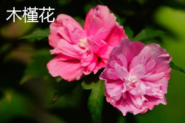扶桑花的花语,寓意体贴、新鲜的恋情等