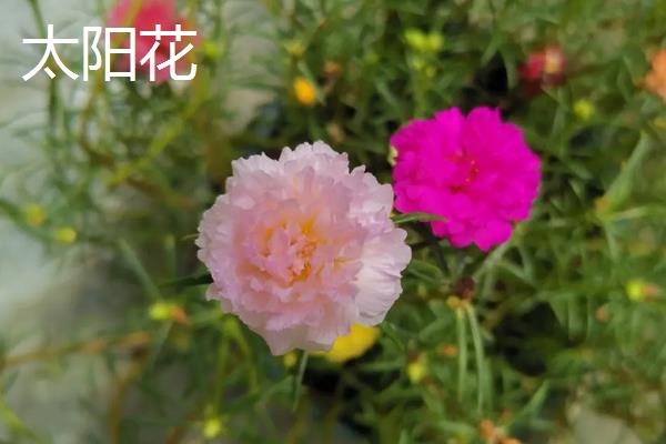 太阳花和向日葵的区别,品种、花朵和花期均不同