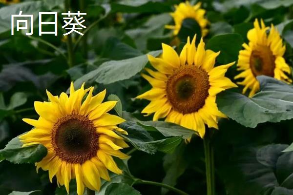 太阳花和向日葵的区别,品种、花朵和花期均不同