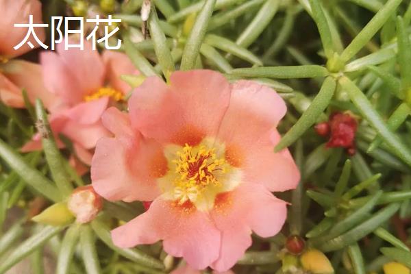 太阳花和向日葵的区别,品种、花朵和花期均不同