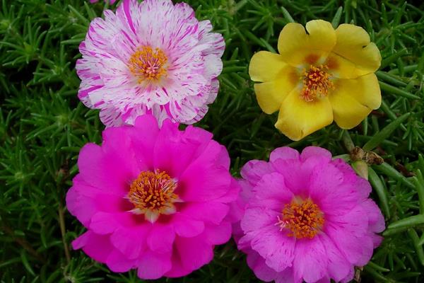 太阳花和向日葵的区别,品种、花朵和花期均不同