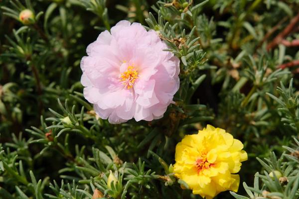 太阳花和向日葵的区别,品种、花朵和花期均不同