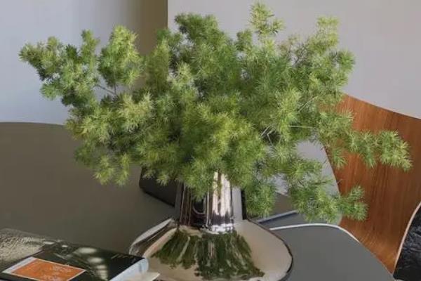 蓬莱松新芽长得太高怎么办,需要及时进行适当的修剪
