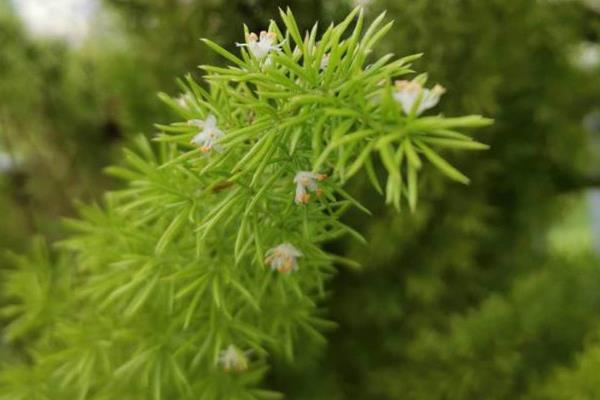 蓬莱松新芽长得太高怎么办,需要及时进行适当的修剪