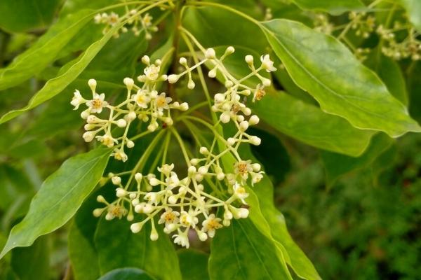 香樟花花期,花期在每年春夏季4-6月份