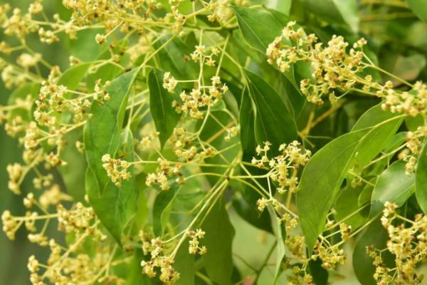 香樟花花期,花期在每年春夏季4-6月份