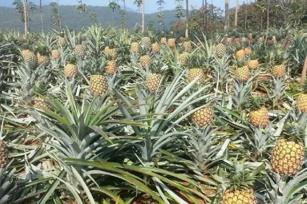 什么时候菠萝成熟,春夏秋冬都可收获