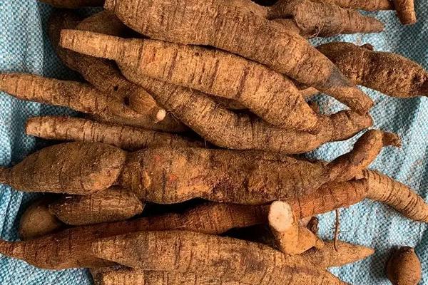 野生牛大力怎样辨别,种子呈现纯黑色且幼苗枝条略带白毛