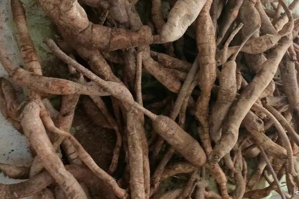 野生牛大力怎样辨别,种子呈现纯黑色且幼苗枝条略带白毛