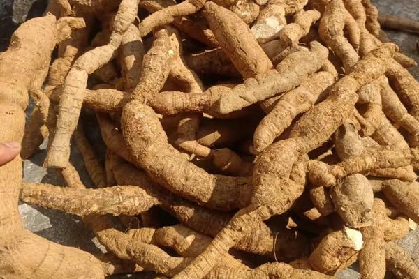 野生牛大力怎样辨别,种子呈现纯黑色且幼苗枝条略带白毛