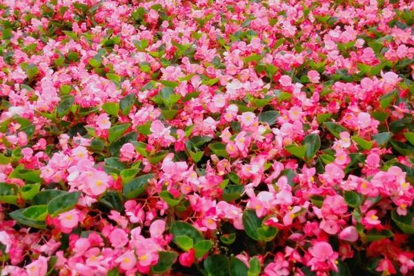 四季海棠在几月开花,花期为每年的3-12月份