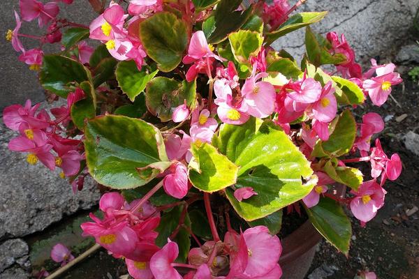 四季海棠在几月开花,花期为每年的3-12月份