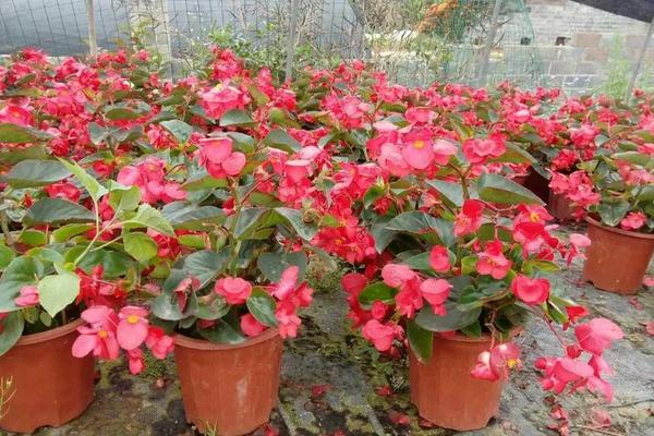 四季海棠在几月开花,花期为每年的3-12月份