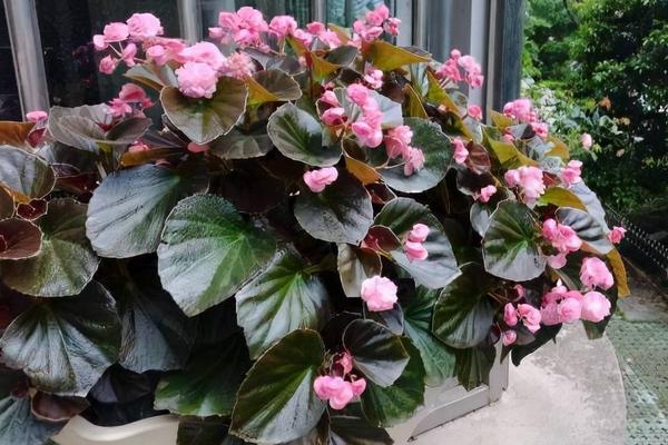 四季海棠在几月开花,花期为每年的3-12月份