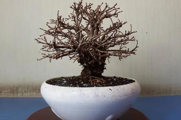 怎么养日本榉树盆景,摆放在有阳光的地方养护