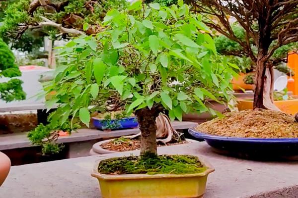 怎么养日本榉树盆景,摆放在有阳光的地方养护