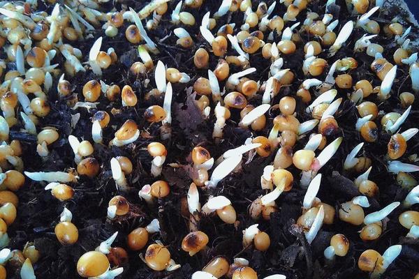 怎么种植君子兰籽,播种前先浸种