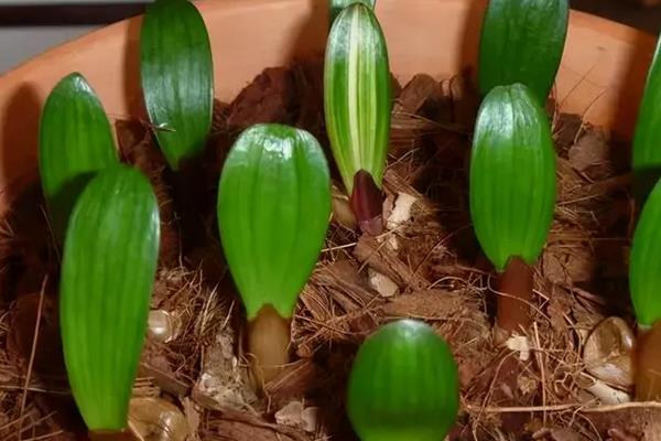怎么种植君子兰籽,播种前先浸种