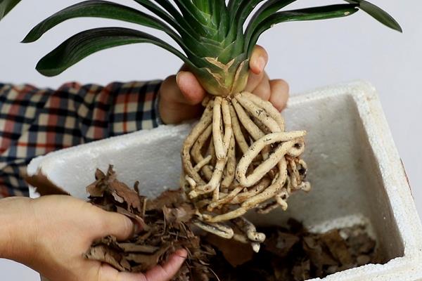 怎么种植君子兰籽,播种前先浸种