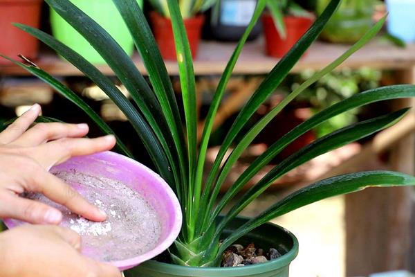 怎么种植君子兰籽,播种前先浸种