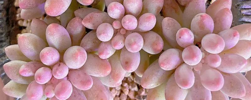 婴儿手指多肉掉叶子的原因，可能是水分太多或光照不足等导致