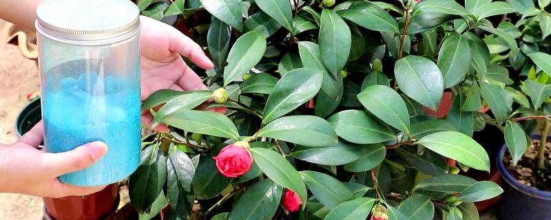 春天茶花什么时候施肥,一般是选择在傍晚左右施肥
