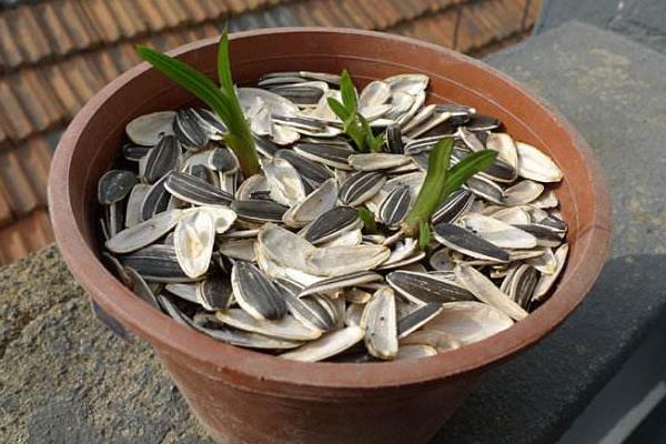 瓜子壳可以放花盆里当肥料吗,可以但需要先对其进行发酵