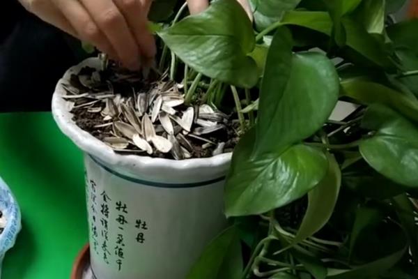 瓜子壳可以放花盆里当肥料吗,可以但需要先对其进行发酵