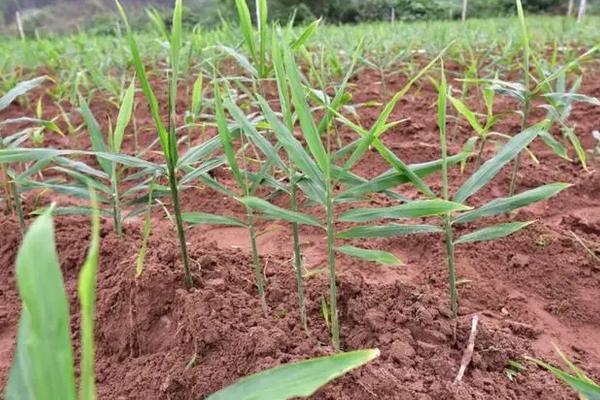 姜怎么留种，挑选其中体型较大、生长成熟的作为种姜