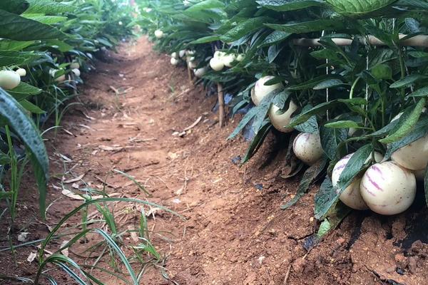 人参果的浇水方法，不同季节的浇水方法不同