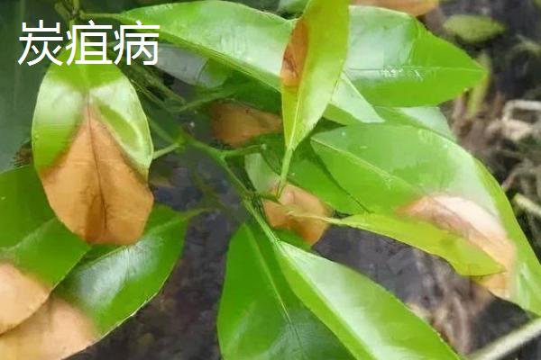 炭疽病和褐斑病有什么区别，二者形成的病斑明显不同