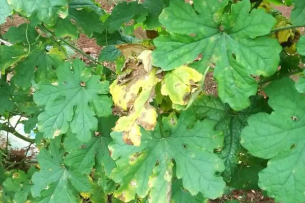 炭疽病和褐斑病有什么区别，二者形成的病斑明显不同