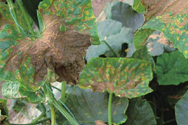 炭疽病和褐斑病有什么区别，二者形成的病斑明显不同