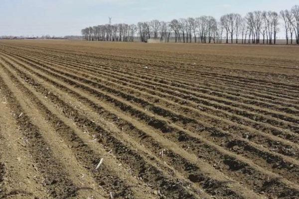 丝瓜栽培高产技术要点，通常选择直播的方式