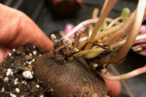 变态茎是都长在土里吗,大部分长在土里