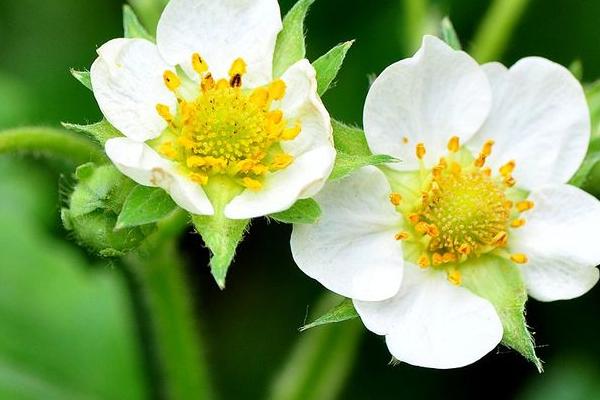 草莓花的花语,寓意甜蜜爱情、善良天真等