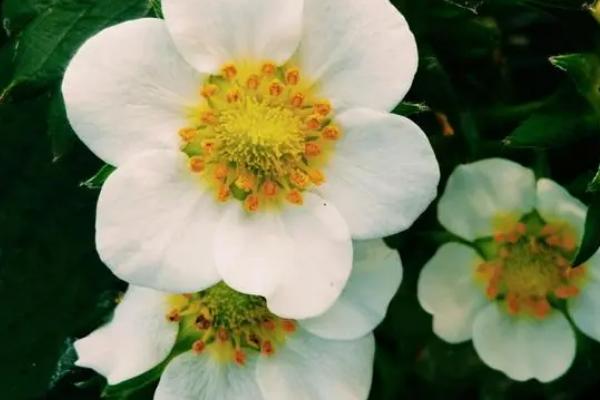 草莓花的花语,寓意甜蜜爱情、善良天真等