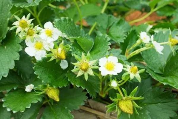 草莓花的花语,寓意甜蜜爱情、善良天真等