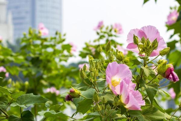 木芙蓉怎么种植,每隔30天要追施一次氮肥