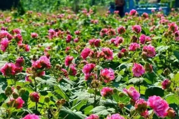 木芙蓉怎么种植,每隔30天要追施一次氮肥