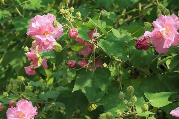 木芙蓉怎么种植,每隔30天要追施一次氮肥
