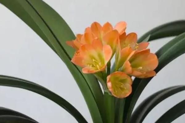 君子兰的花期,长达30-50天