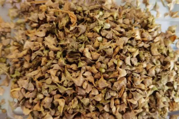 菠菜种子要浸泡多久才播种,需要浸泡5-6小时