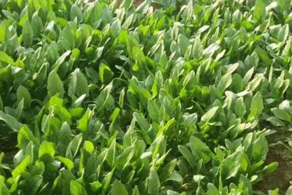 菠菜种子要浸泡多久才播种,需要浸泡5-6小时